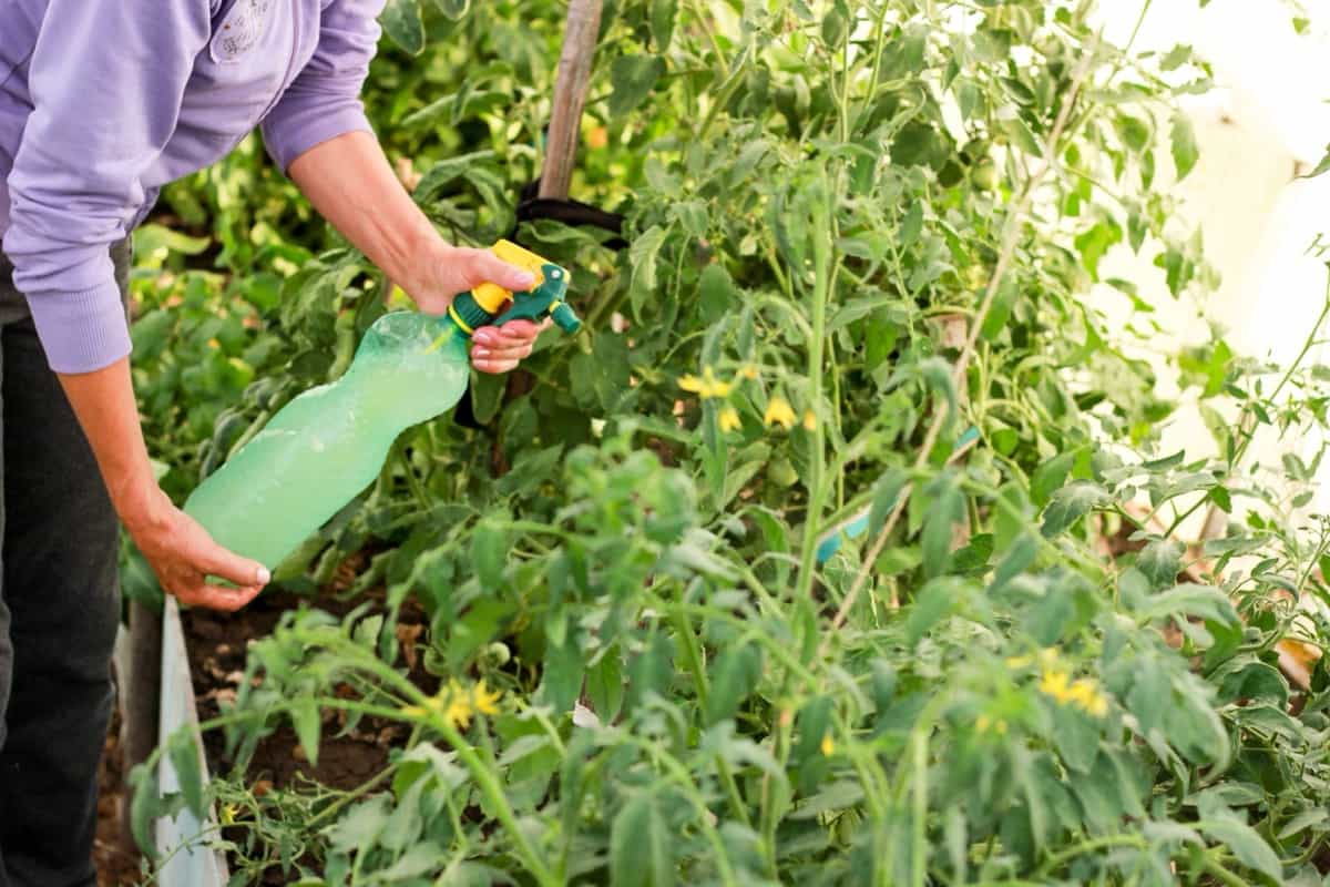 Farmer spraying fertilizer for tomato bushes in a greenhouse 