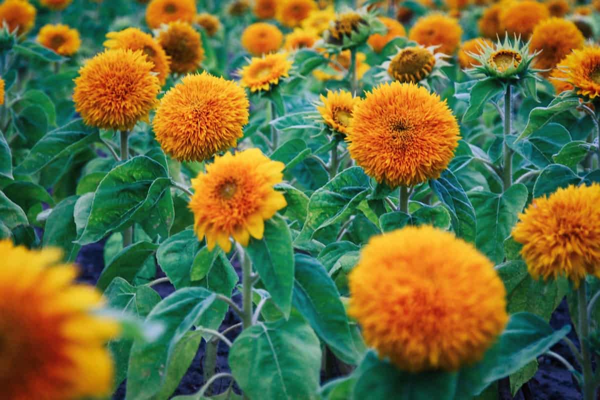 orange sunflowers 