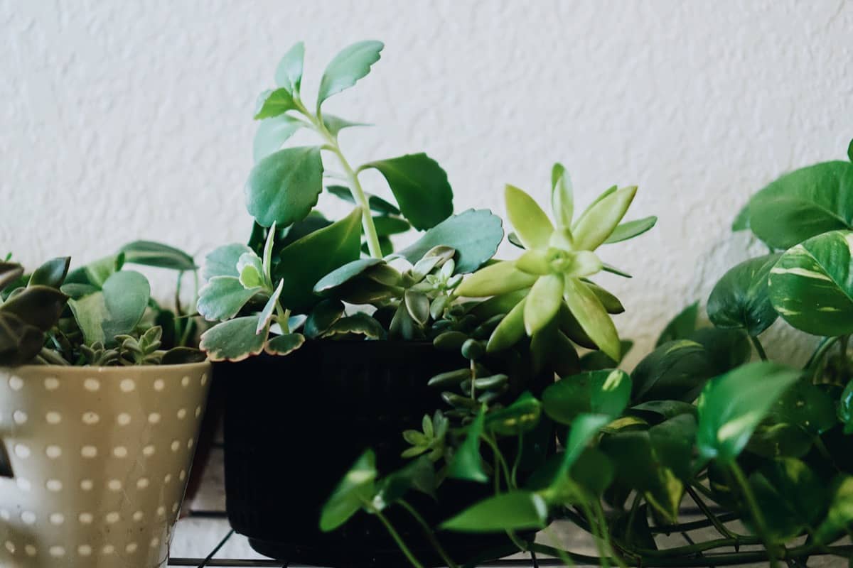 Small Plants for Indoor Garden