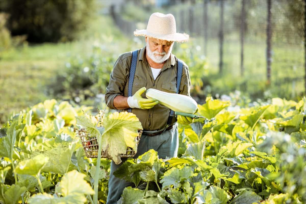 New Year Resolutions for Gardeners: Organic Farming