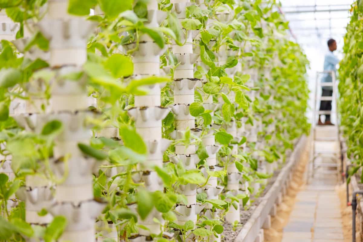 Plants Growing in Hydroponic Towers