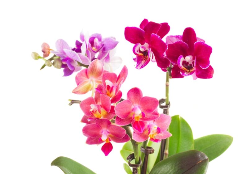 Ultimate Guide to Orchid Aerial Roots Care: Tips for Healthy Growth and Maintenance