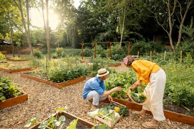 Organic Gardening on a Budget: Low-Cost Methods and Materials