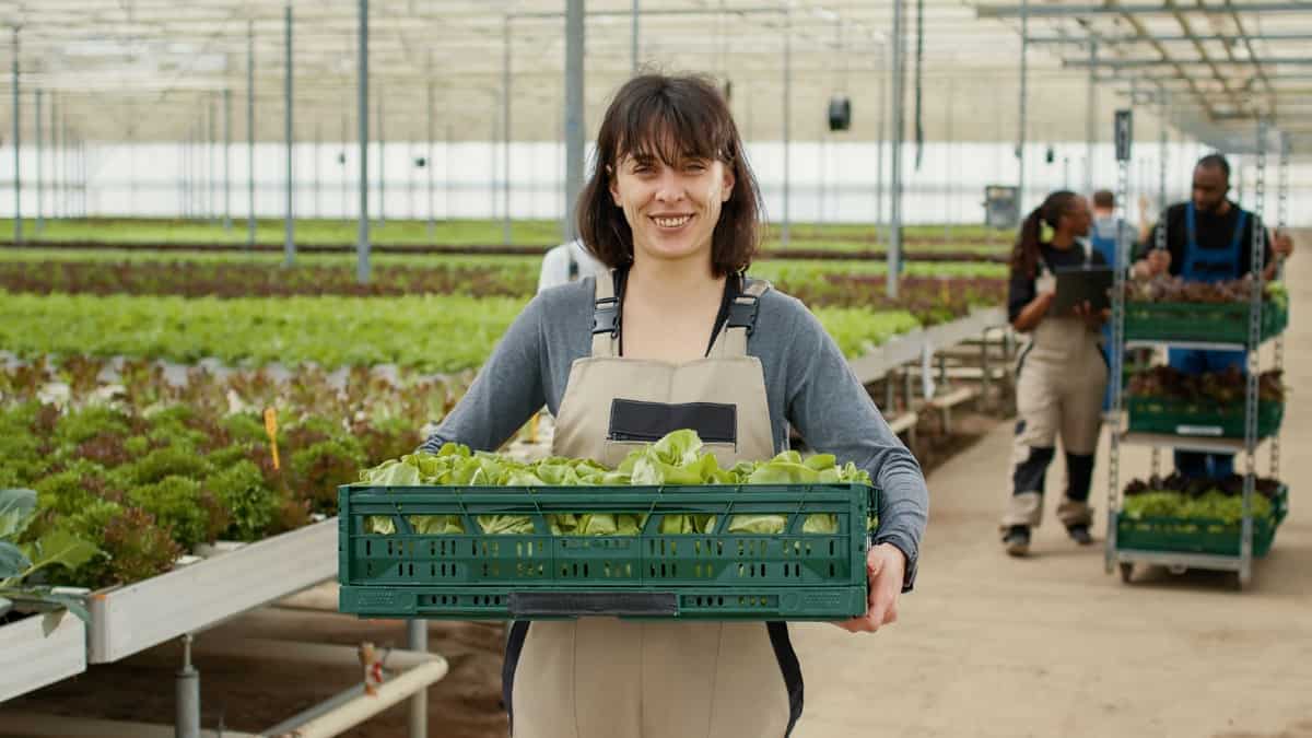 Greenhouse Harvest