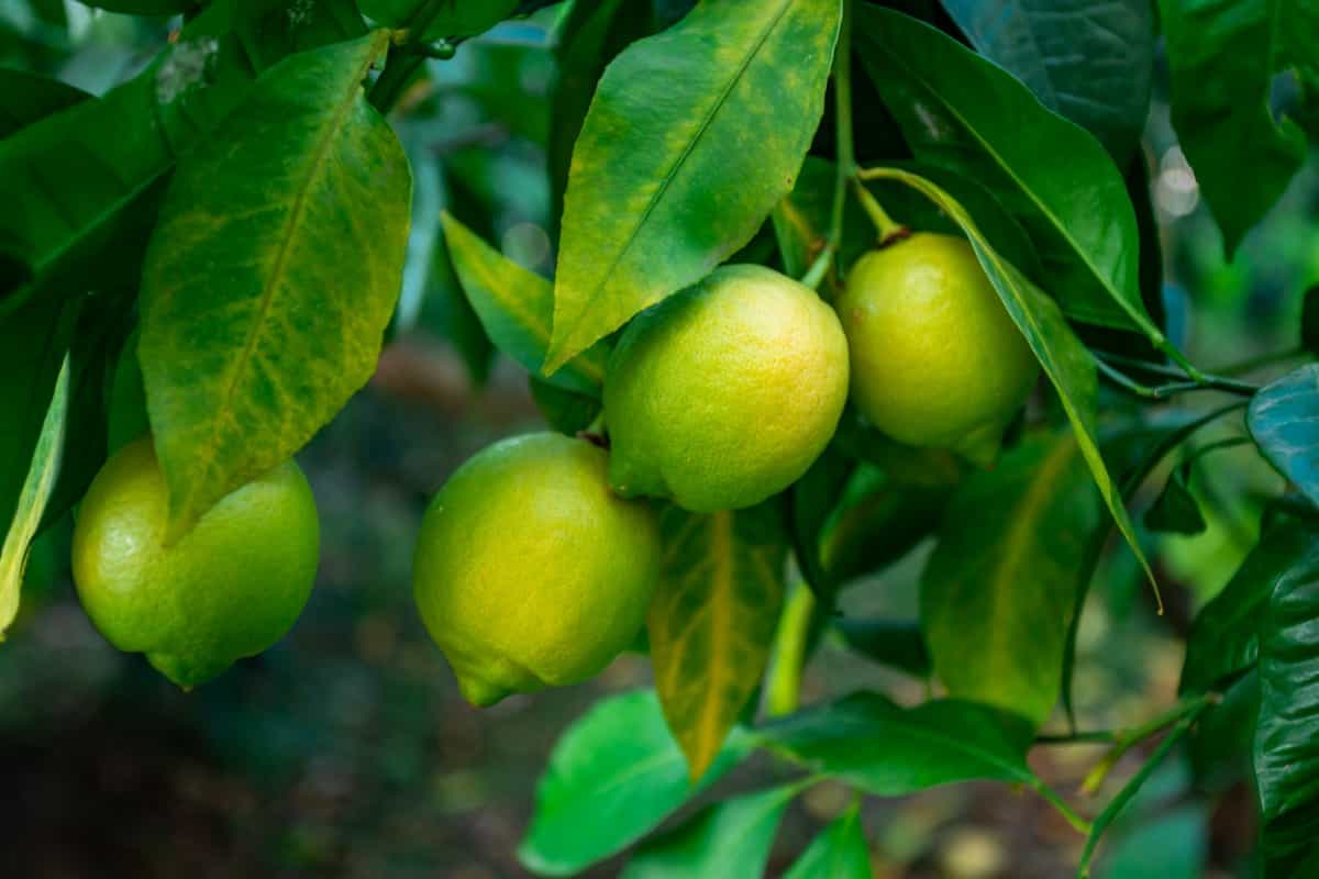Organic Steps to Induce Lemon Tree Flowers