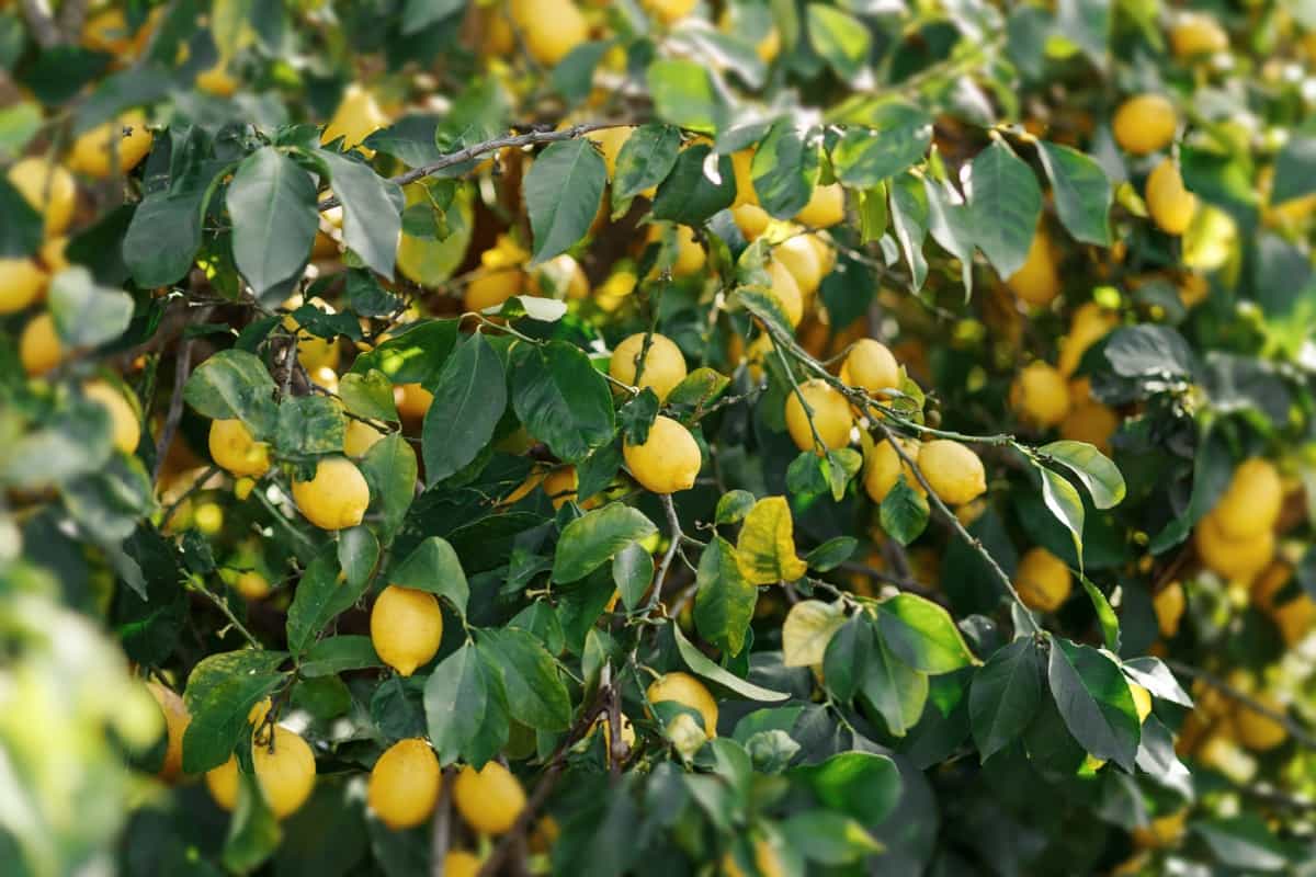 Lemon garden in Cyprus ready for harvest