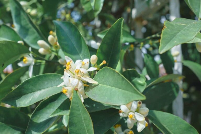 Organic Steps to Induce Lemon Tree Flowers: A Comprehensive Guide
