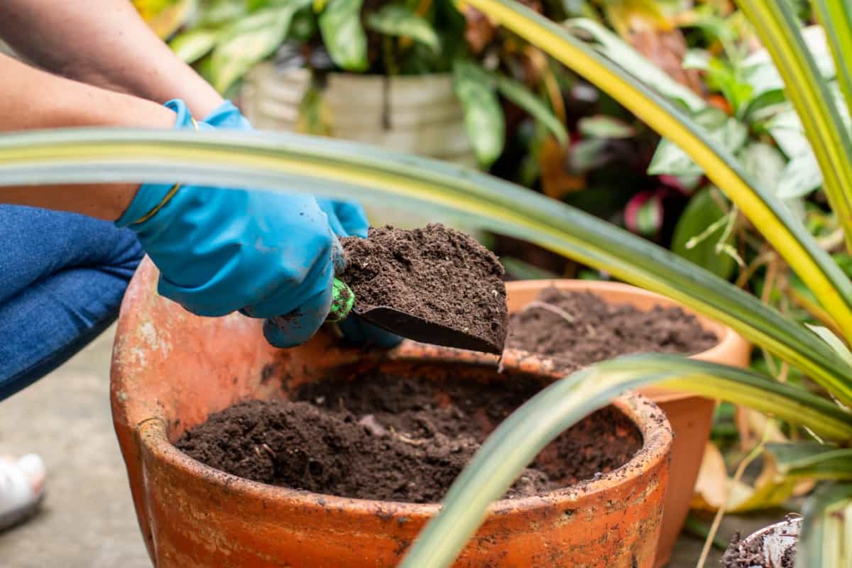 pouring new and fertilized soil into a pot