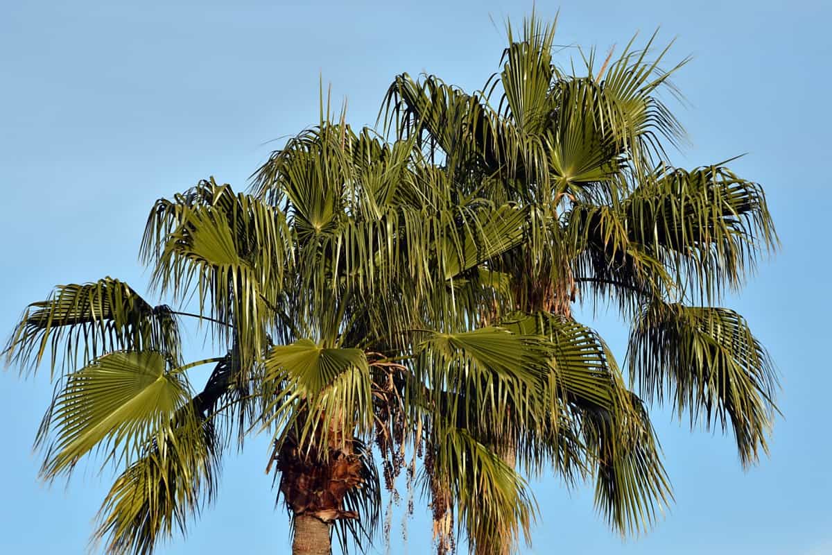Date Palm Tree