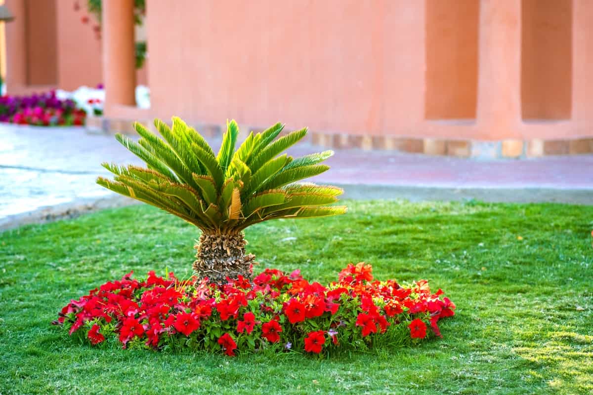 green palm tree surrounded with bright blooming flowers in a home garden
