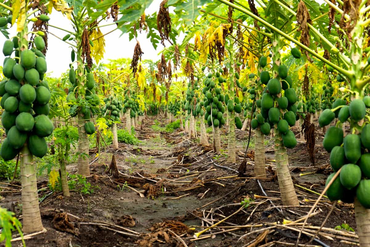 Papaya plantation