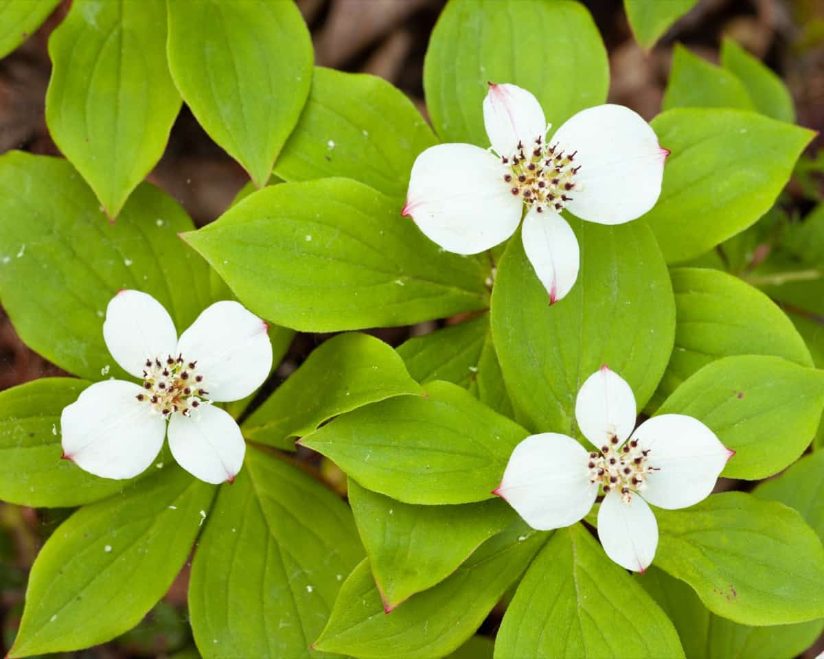 Bunchberry Flower White