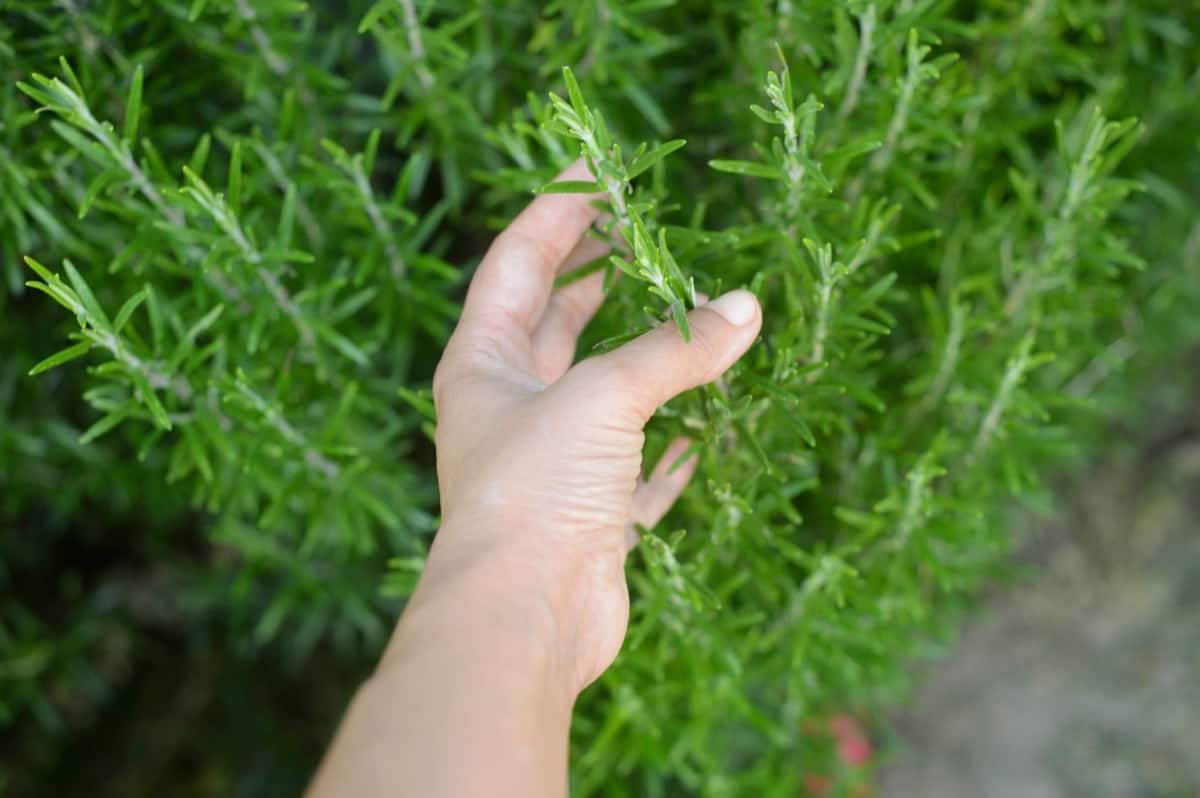 12 Plants that Repel Ants to Include in Your Garden: Rosemary Plant