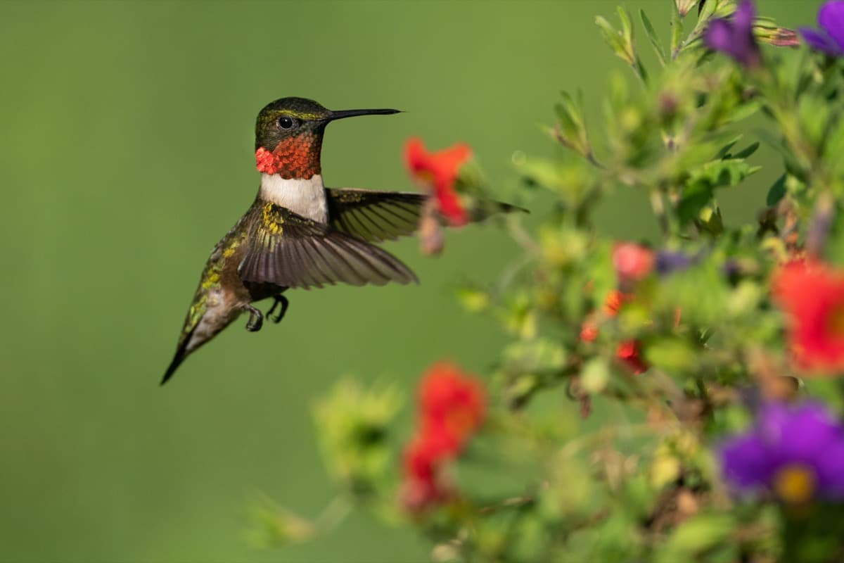 Gorgeous Plants to Attract Hummingbirds to Your Yard