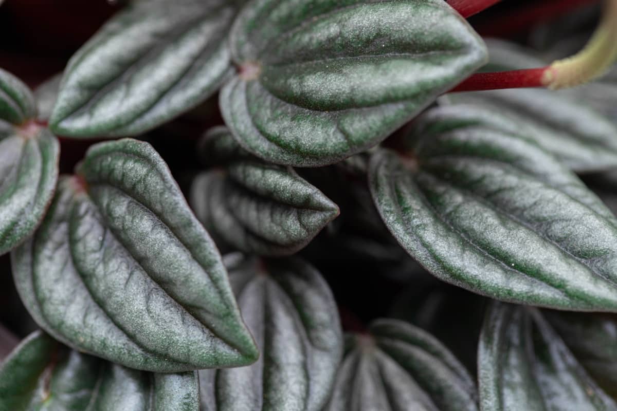 Top 17 Popular Types of Peperomia You Can Grow at Home