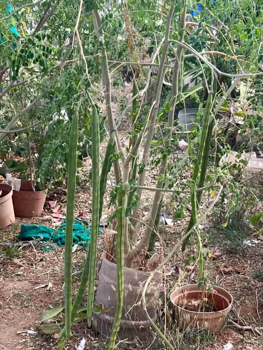 Moringa Plant