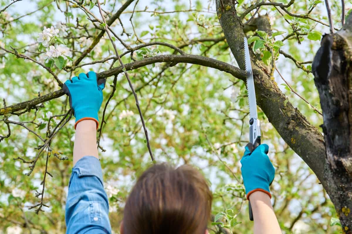 Pruning Schedule for Different Plants and Trees 5