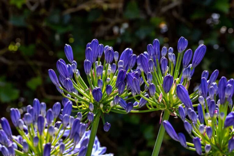 10 Reasons Why Your Agapanthus is Not Flowering: Remedies and Treatment