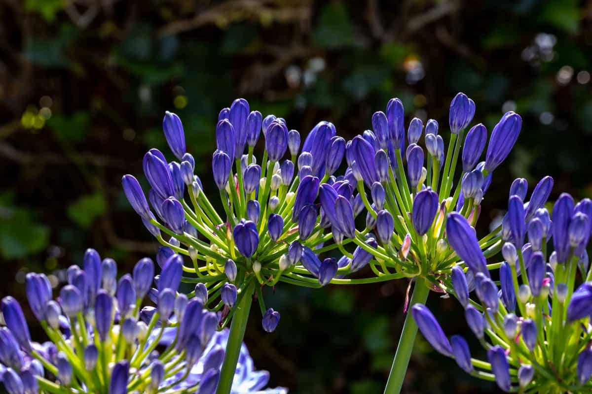 Reasons Why Your Agapanthus is Not Flowering