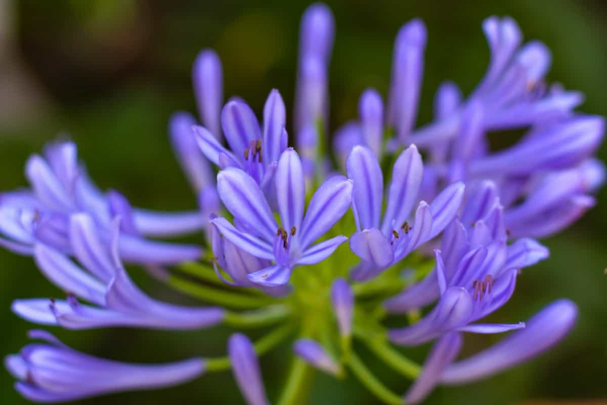 purple agapanthus flower