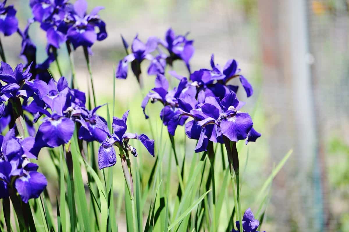 Reasons Why Your Iris is Not Blooming