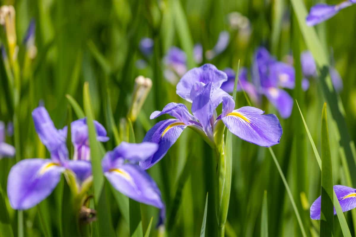 Iris Flowers in the Garden