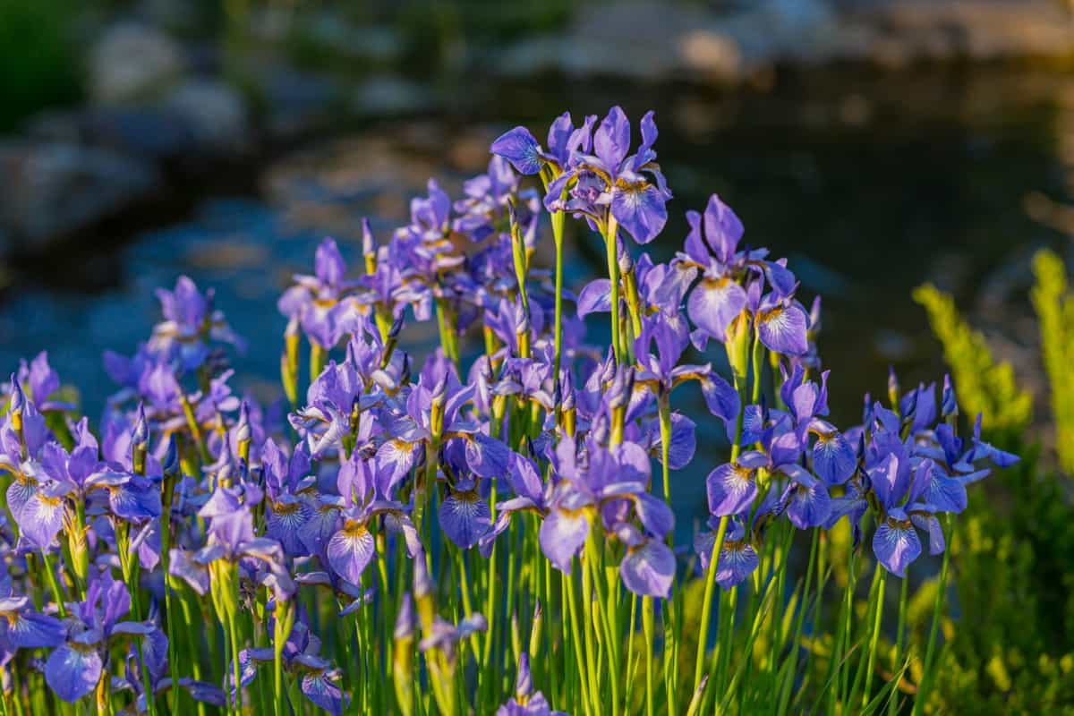 Iris Gardening