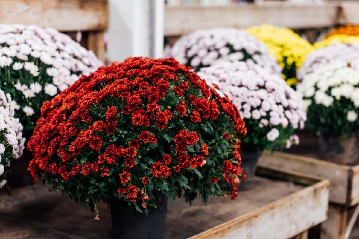 Reasons Why Your Potted Chrysanthemum is Not Blooming
