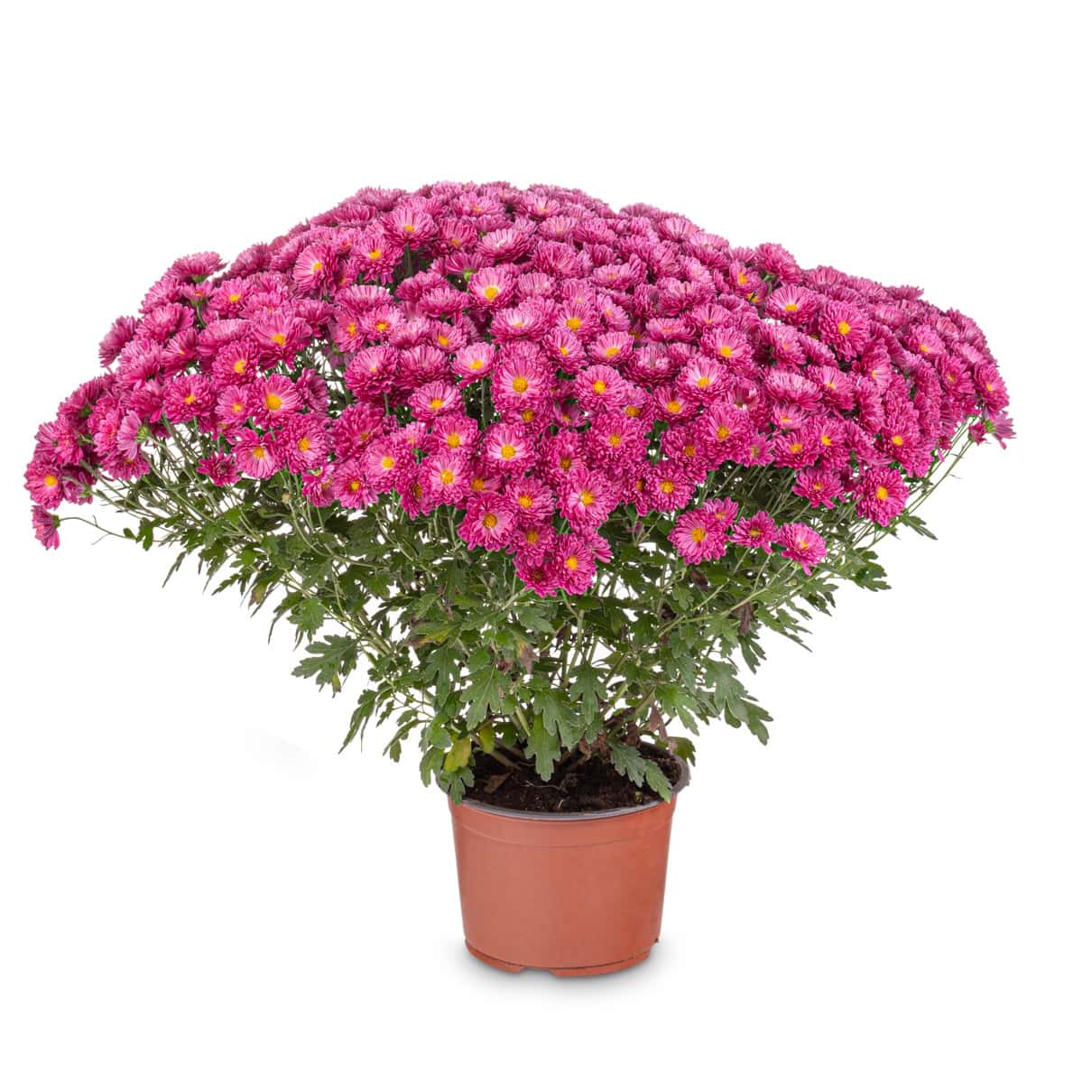 Pink chrysanthemum flower pot