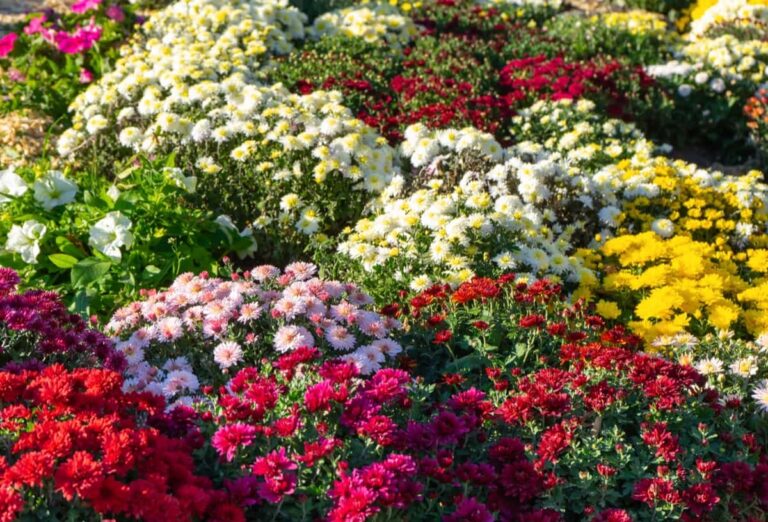 Unlock Blooms: 9 Reasons Why Your Potted Chrysanthemum is Not Blooming