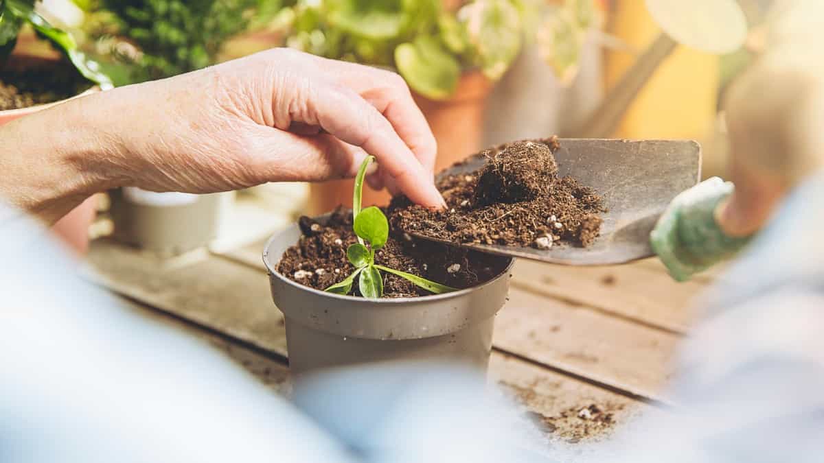 Soil Management in Garden Pots