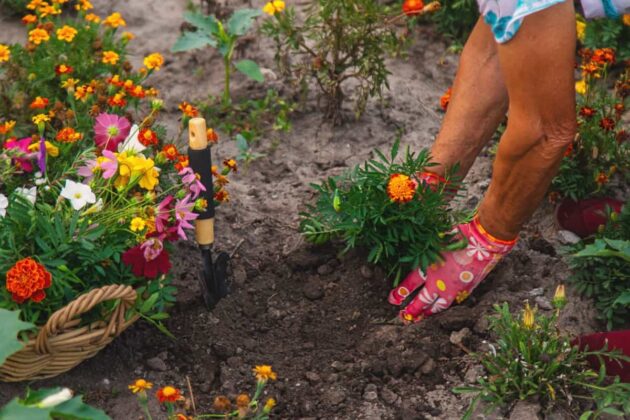 Seasonal Flower Gardening: Best Practices for Spring, Summer, Fall, and ...