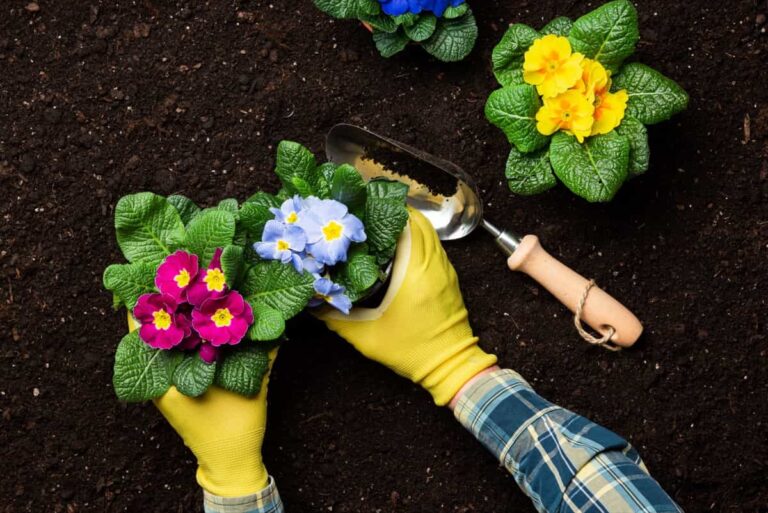 Seasonal Flower Gardening: Best Practices for Spring, Summer, Fall, and Winter