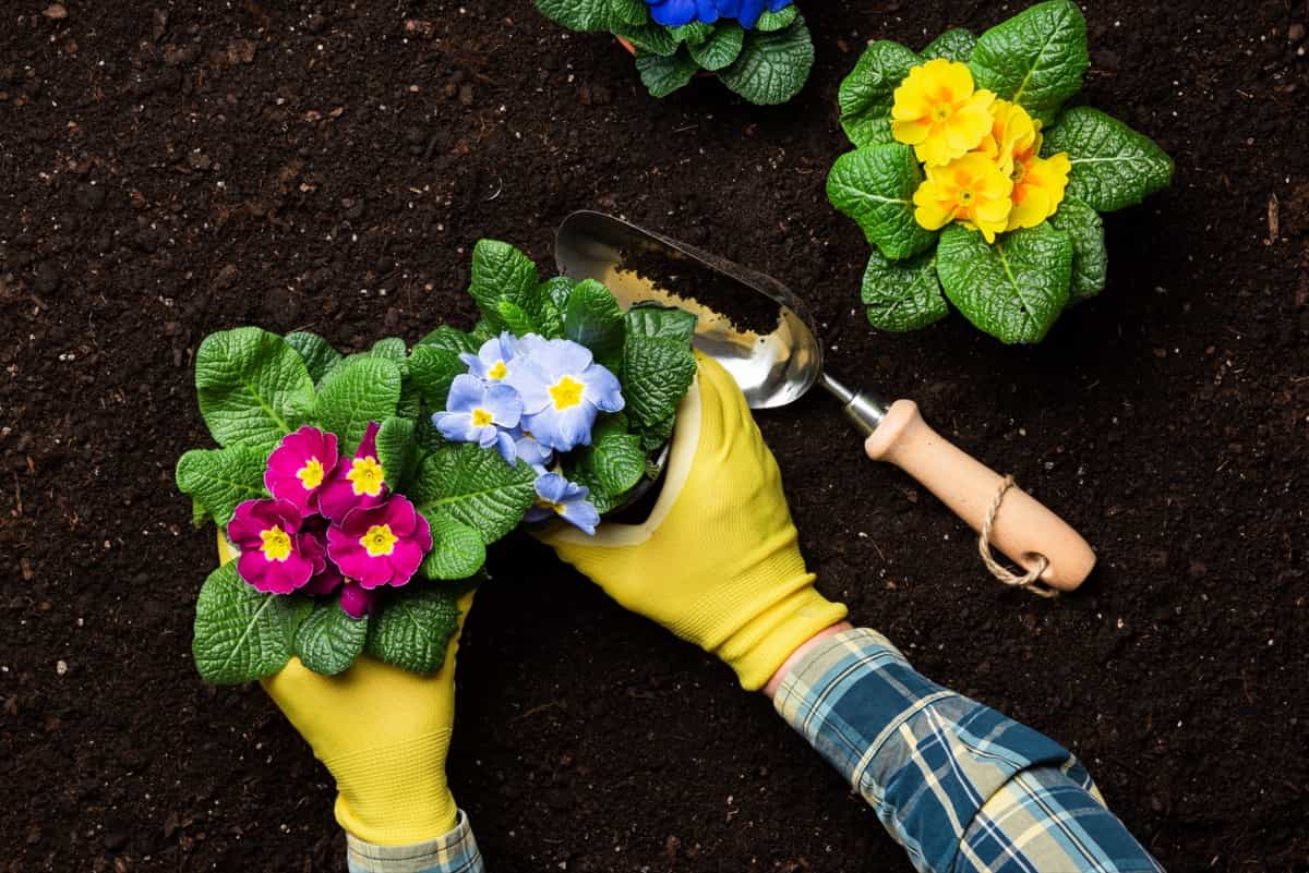 Planting flower plants in a home garden using garden tools