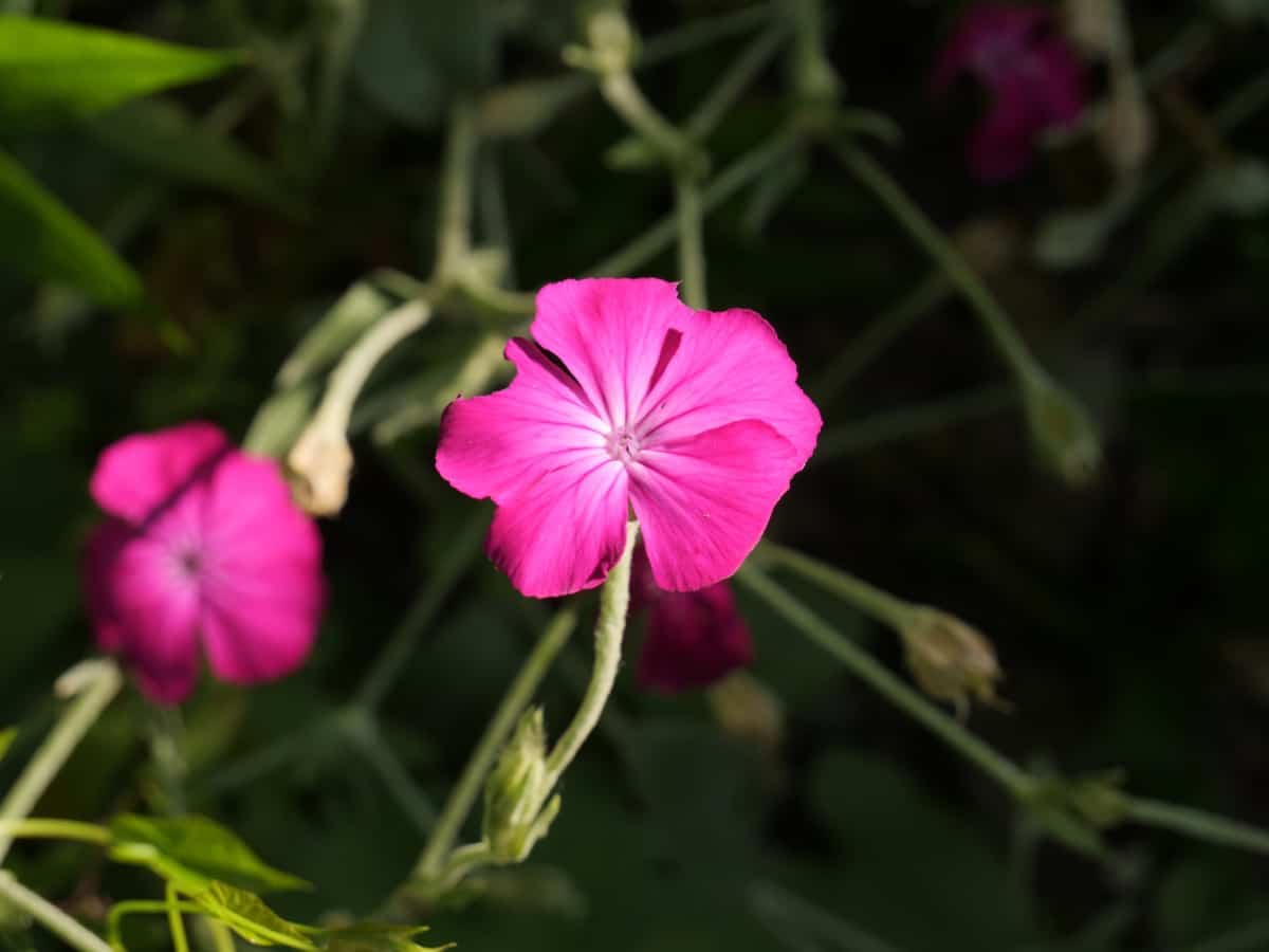 Rose Campion Flower
