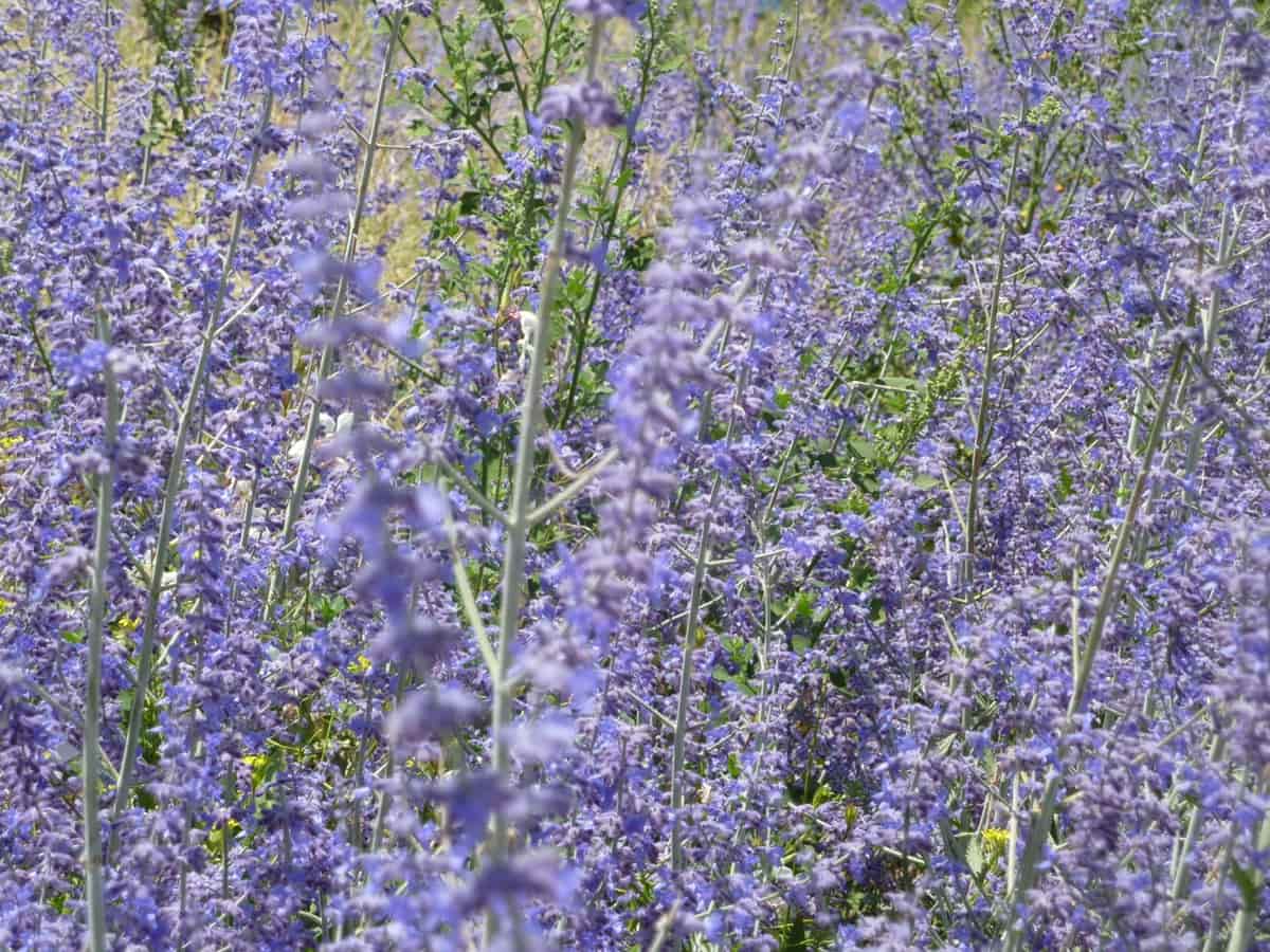 Top 14 Beautiful Silver Leaf Plants to Complement Your Garden: Russian Sage