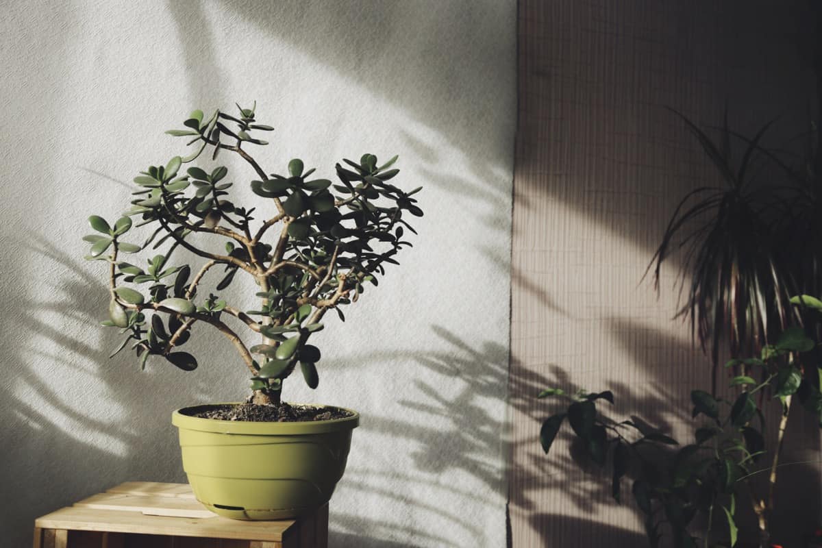 Small Indoor Plants for Apartment Living