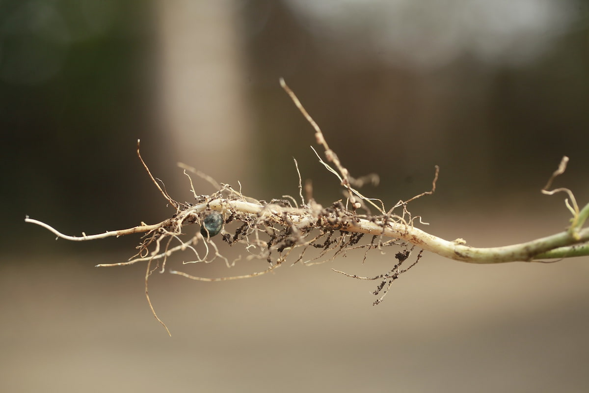 Plant Root Disease