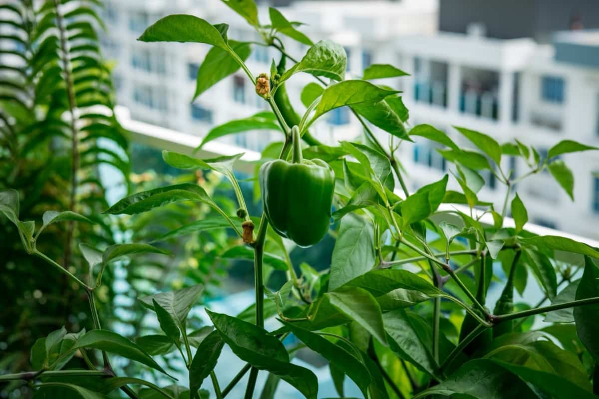 Balcony Pepper Gardening