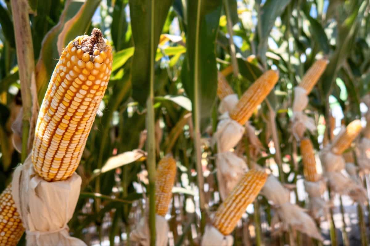 Steps to Boost Your Corn Harvest for Massive Yields