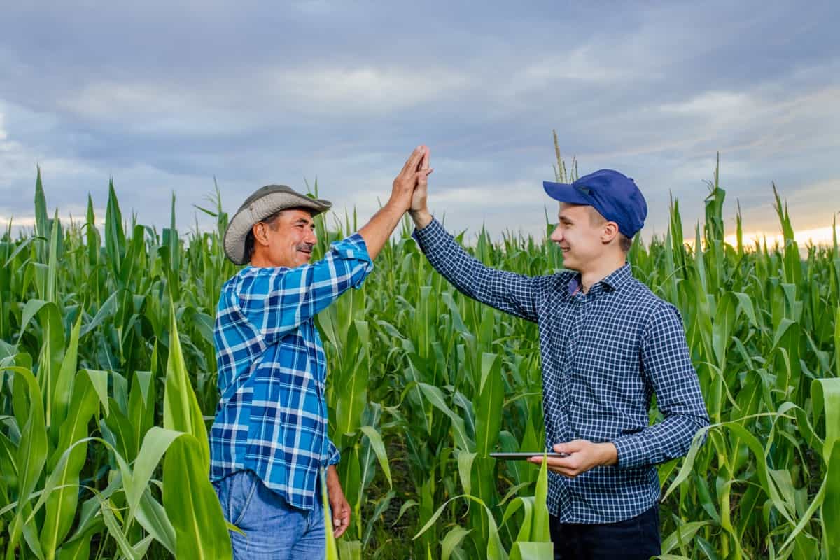 Corn Farm Management