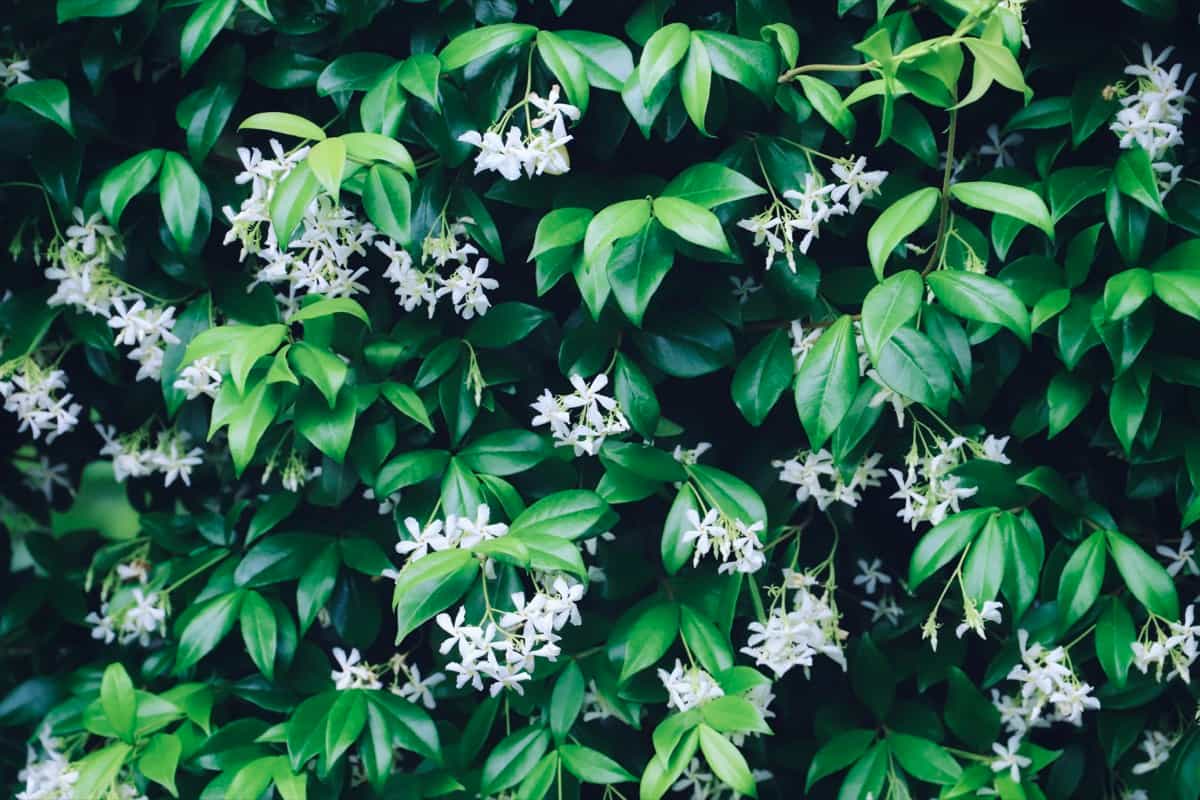 Strategies to Make Jasmine Plants Bloom