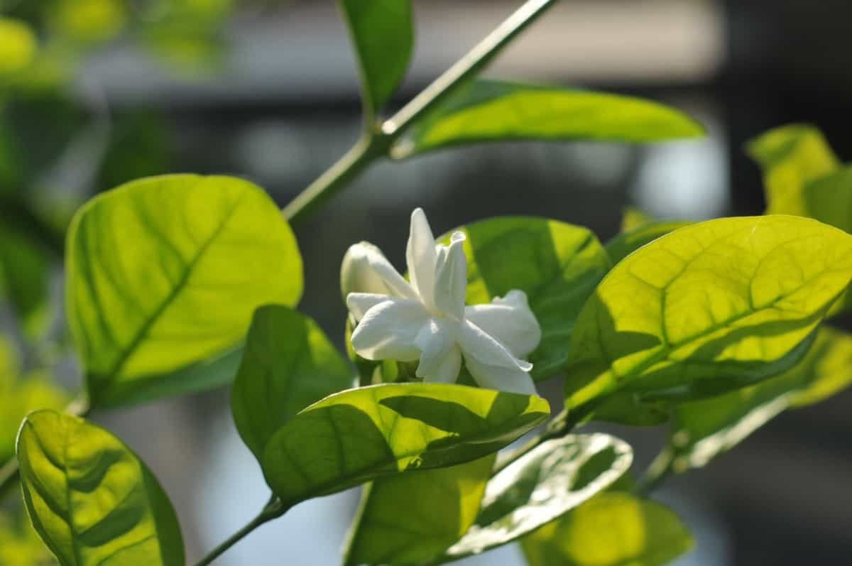 Jasmine Flower Gardening