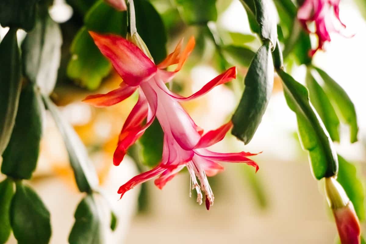 Strategies to Make a Christmas Cactus Bloom