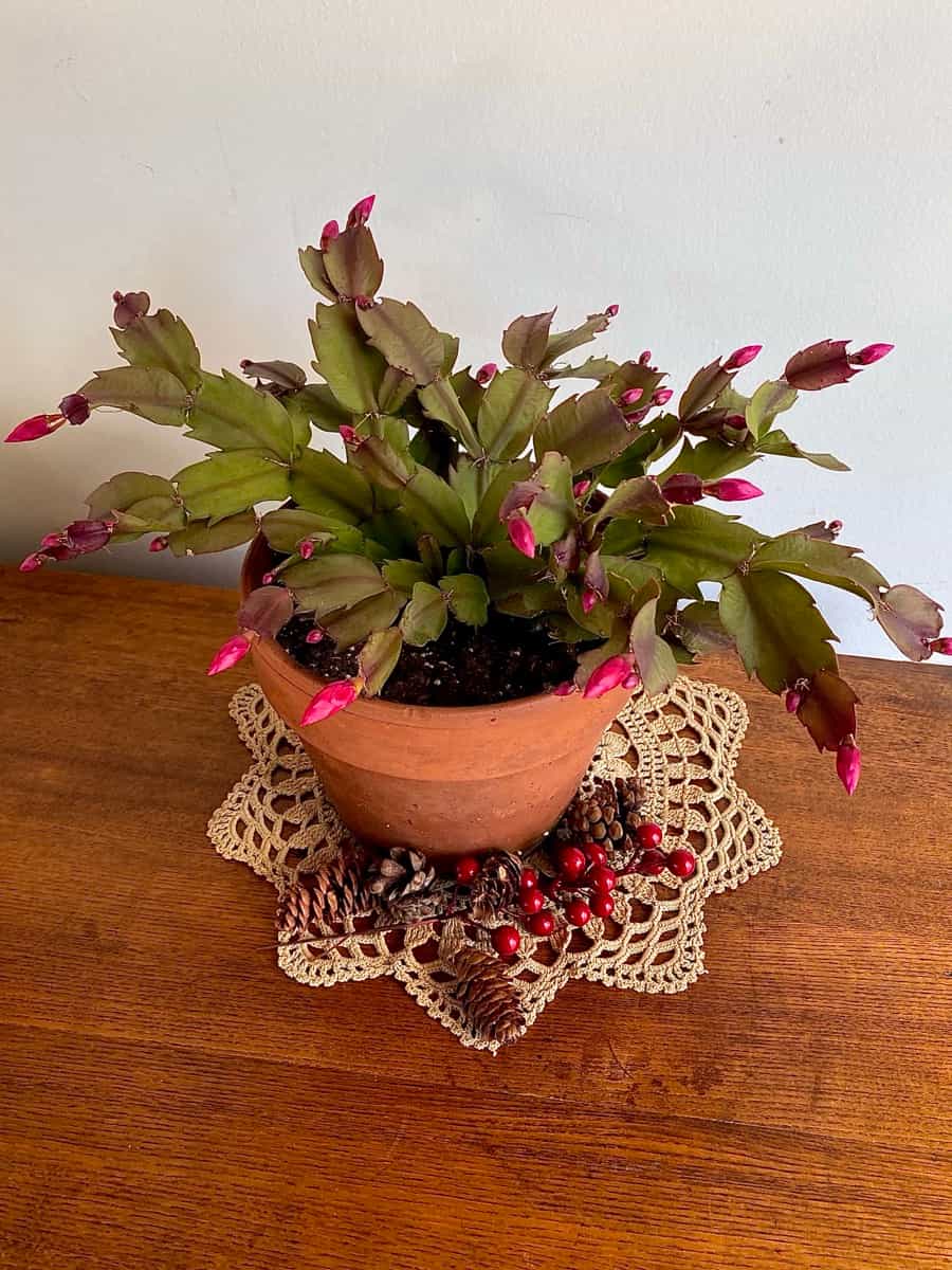 Christmas cactus blooming in an indoor pot