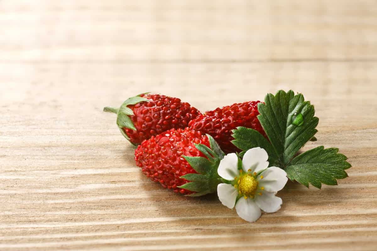 Alpine Alexandria Strawberries