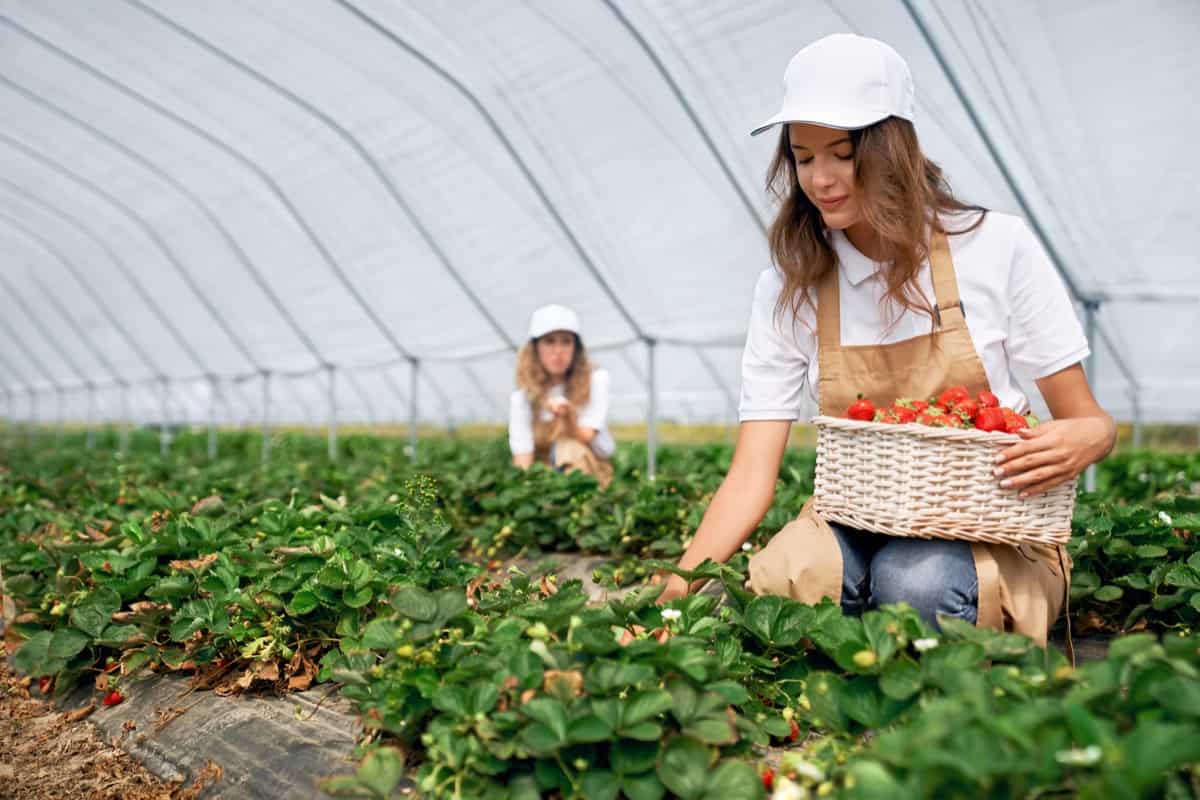 harvesting strawberries