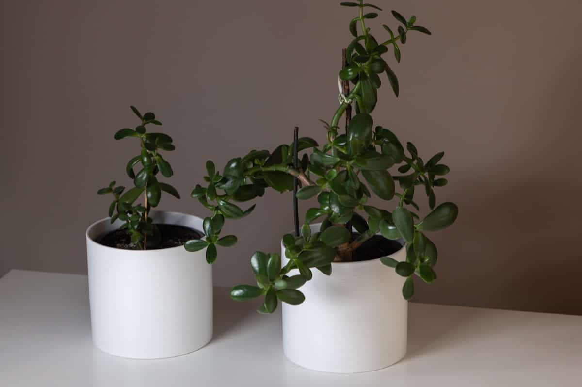 Succulent Beauties: Jade Plant