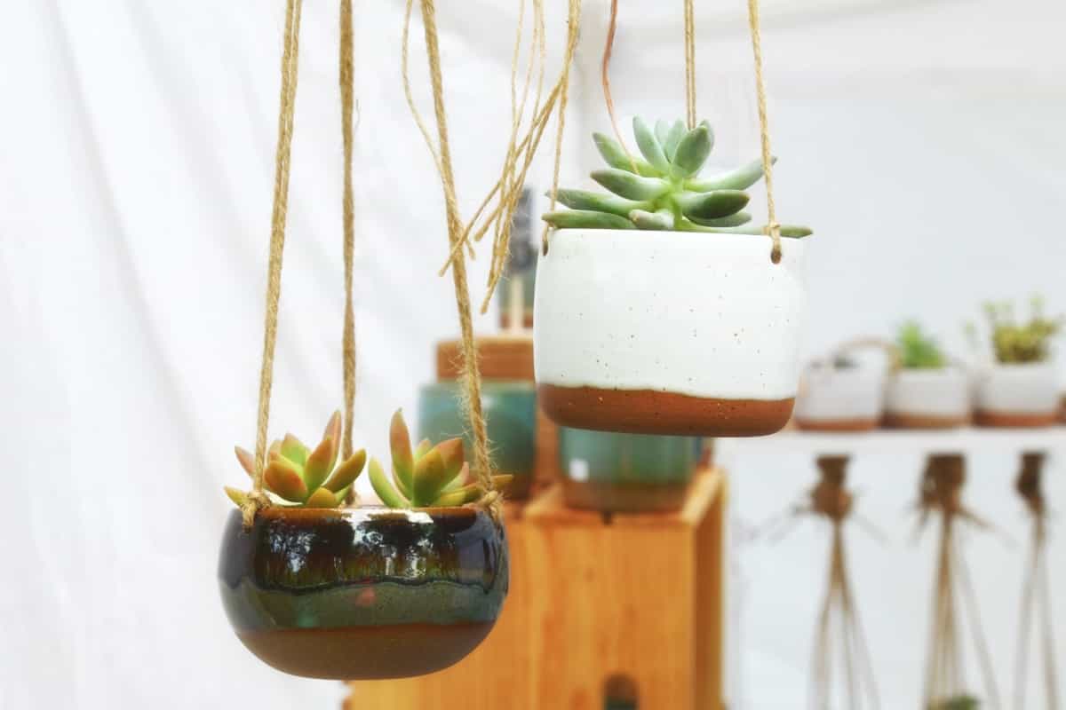 Hanging succulent house plants