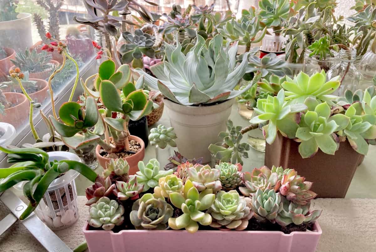 Succulent Garden Designs for Limited Space 
